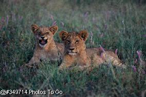 Lions